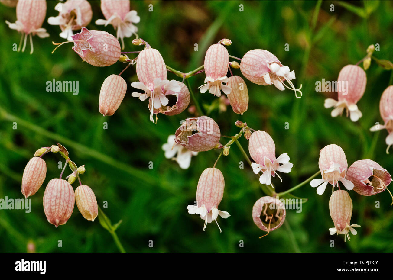 Bladder campion or silene vulgaris flowers  in a field ,a white  flower  on a reddish calyx in a green and out of focus background Stock Photo