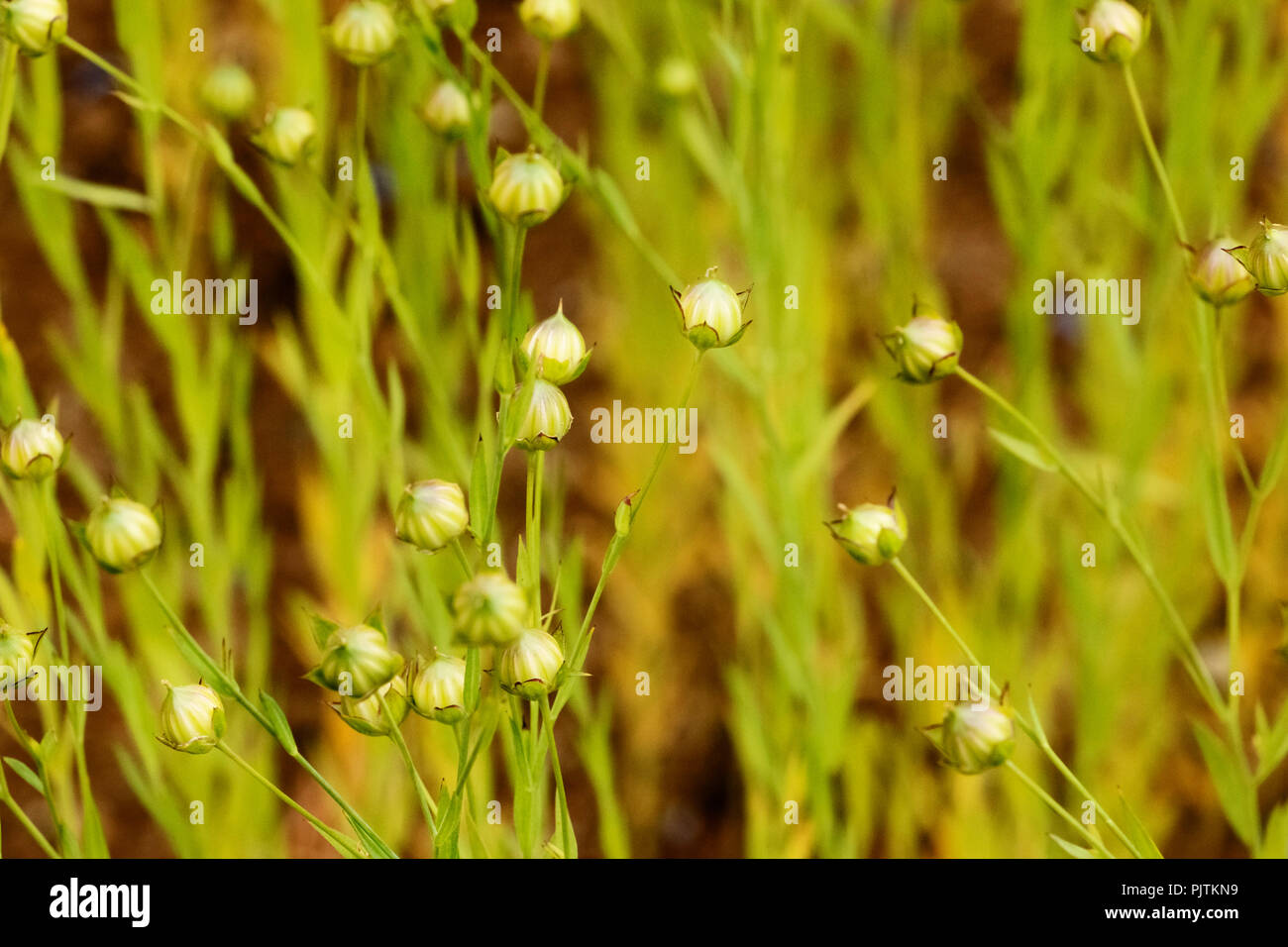 Flax Fruit High Resolution Stock Photography and Images Alamy