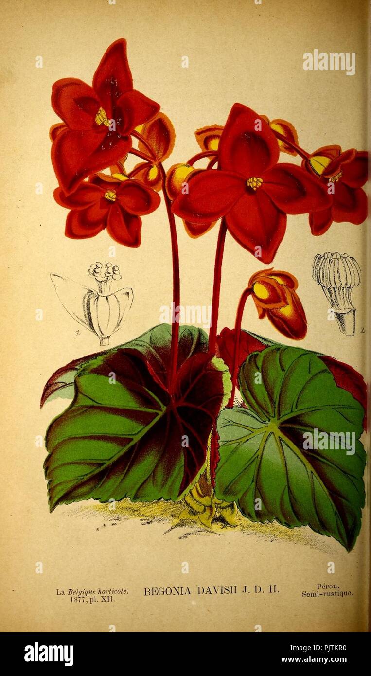 Begonia davisii1. Stock Photo
