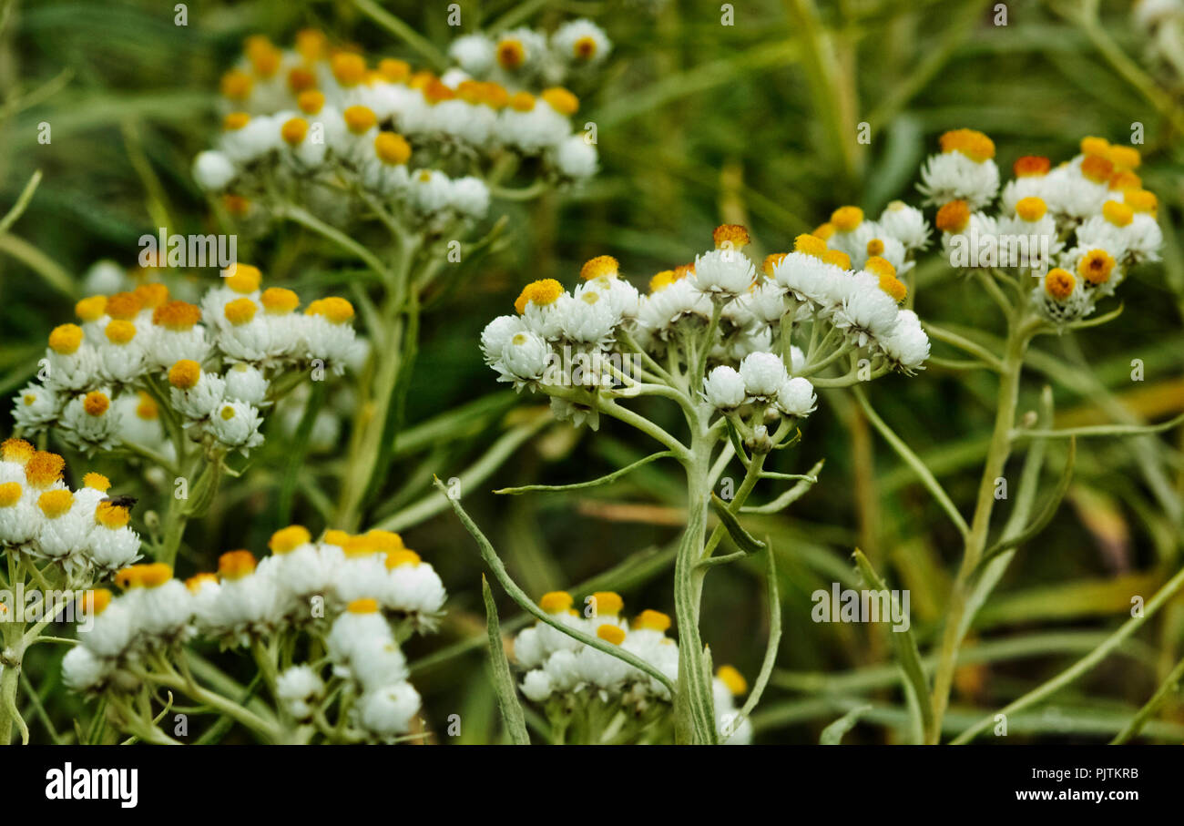Pearly everlasting flowers in a field, white to yellow colors ,out of focus background ,the plant is also called anaphalis margaritacea Stock Photo