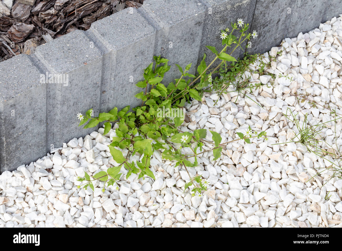 Green weeds growing in white stones at concrete curb in garden Stock