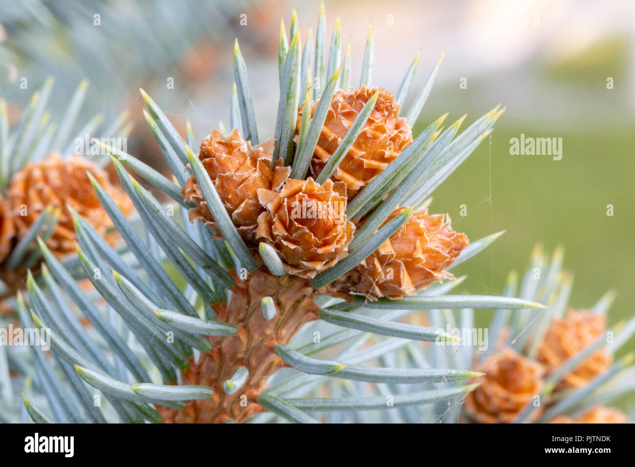 Beautiful shot young pine hi-res stock photography and images - Alamy