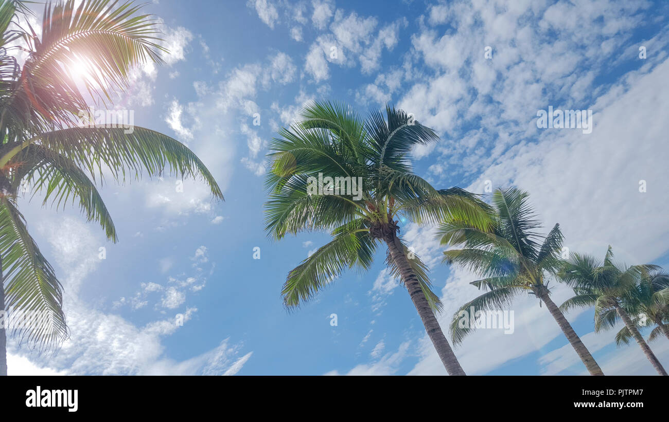 Beautiful view to the sky between beach palm trees Stock Photo