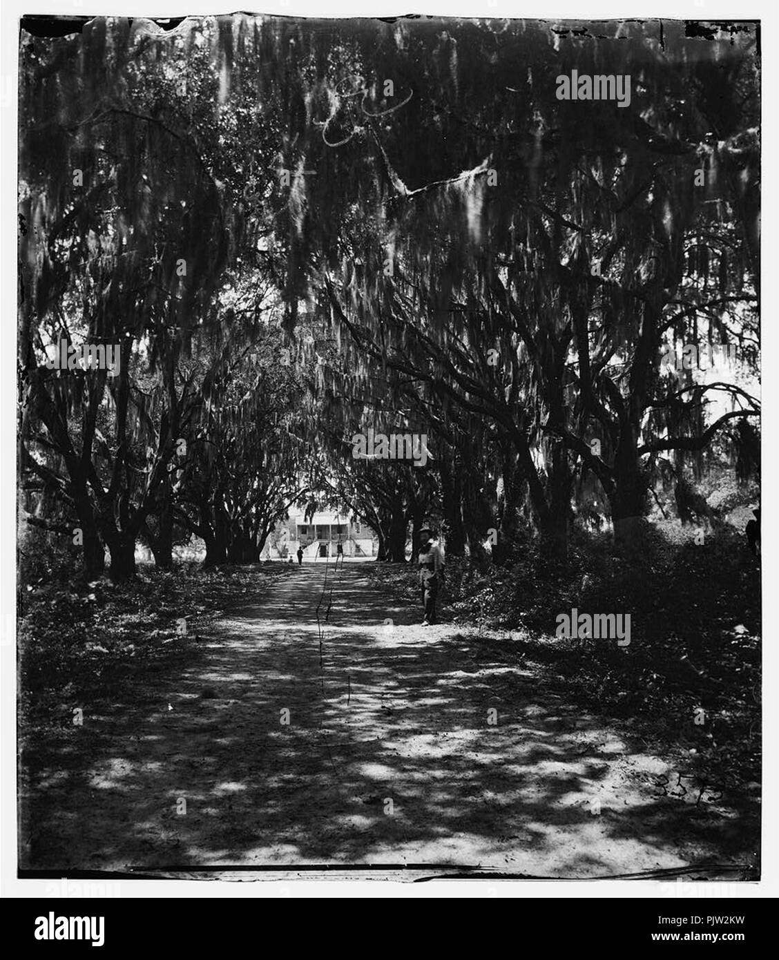 Beaufort, Port Royal Island, South Carolina. Live oak avenue Robert B. Rhett's plantation Stock Photo