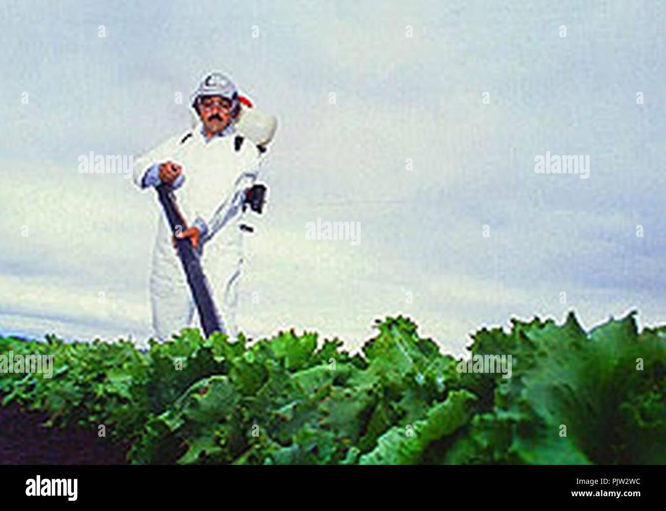 Beauveria bassiana Stock Photo - Alamy