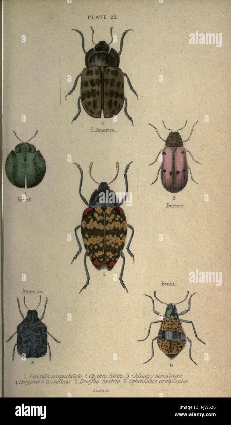 Beetles (Plate 29) Stock Photo