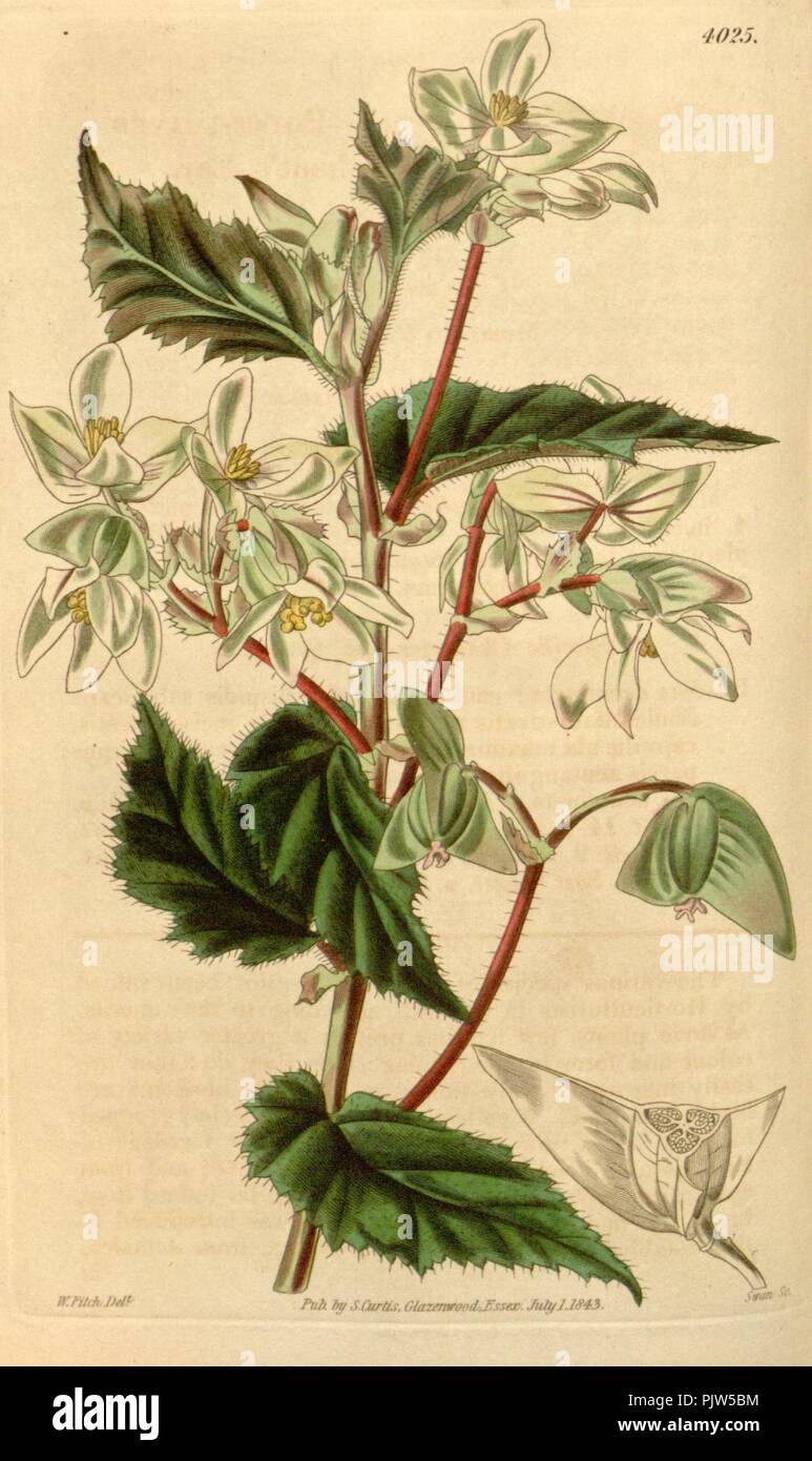 Begonia acutifolia. Stock Photo