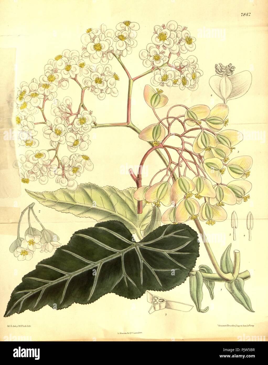 Begonia angularis. Stock Photo