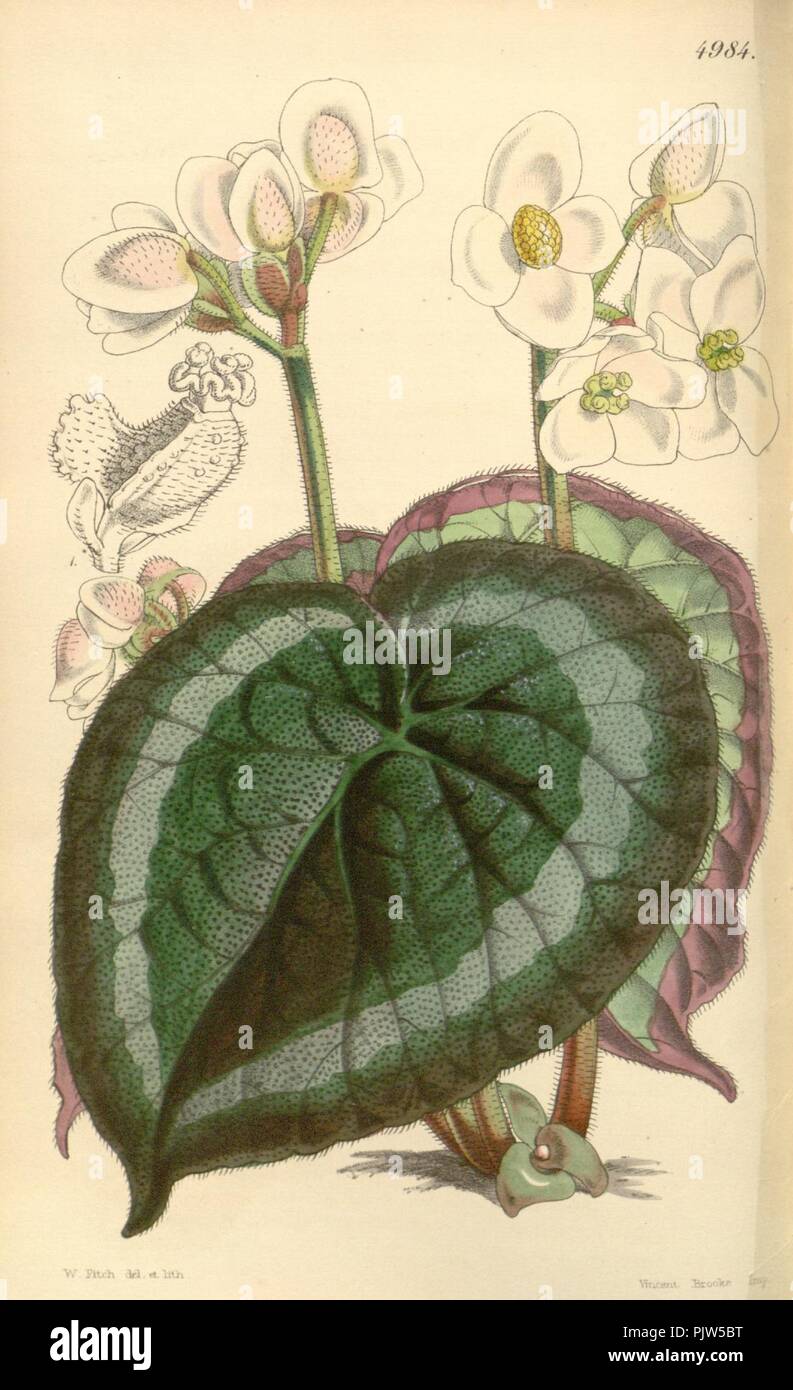 Begonia annulata. Stock Photo