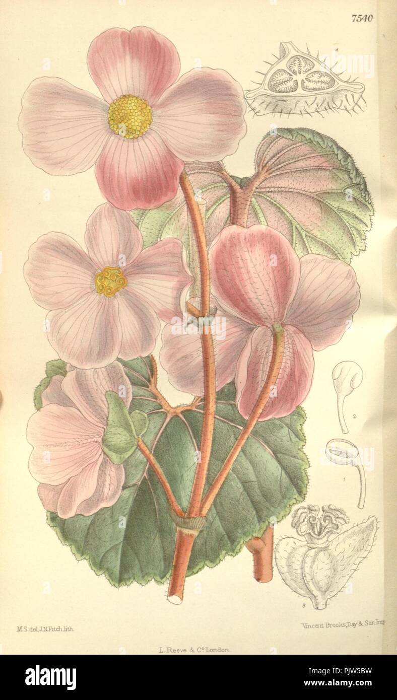 Begonia baumannii. Stock Photo