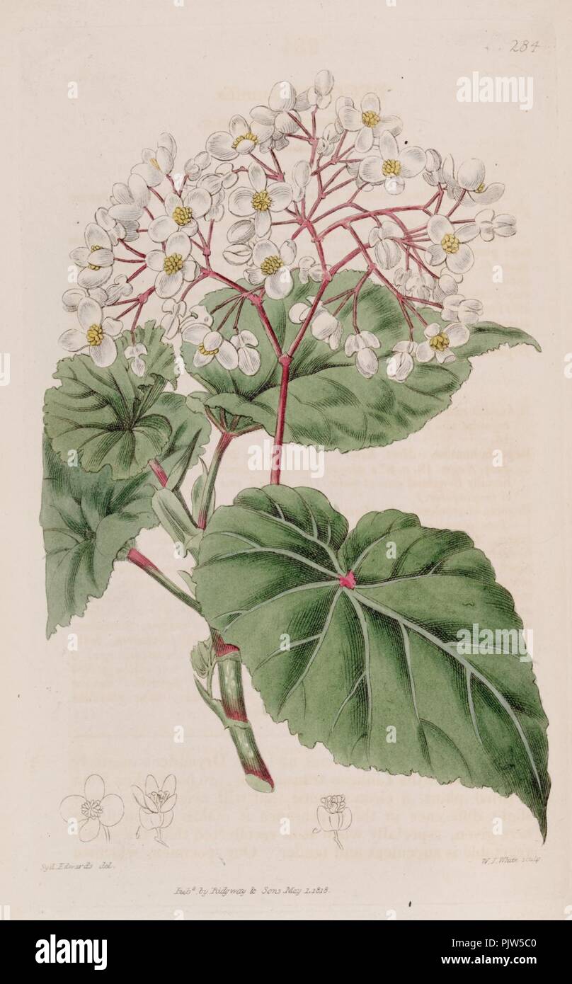 Begonia capensis. Stock Photo