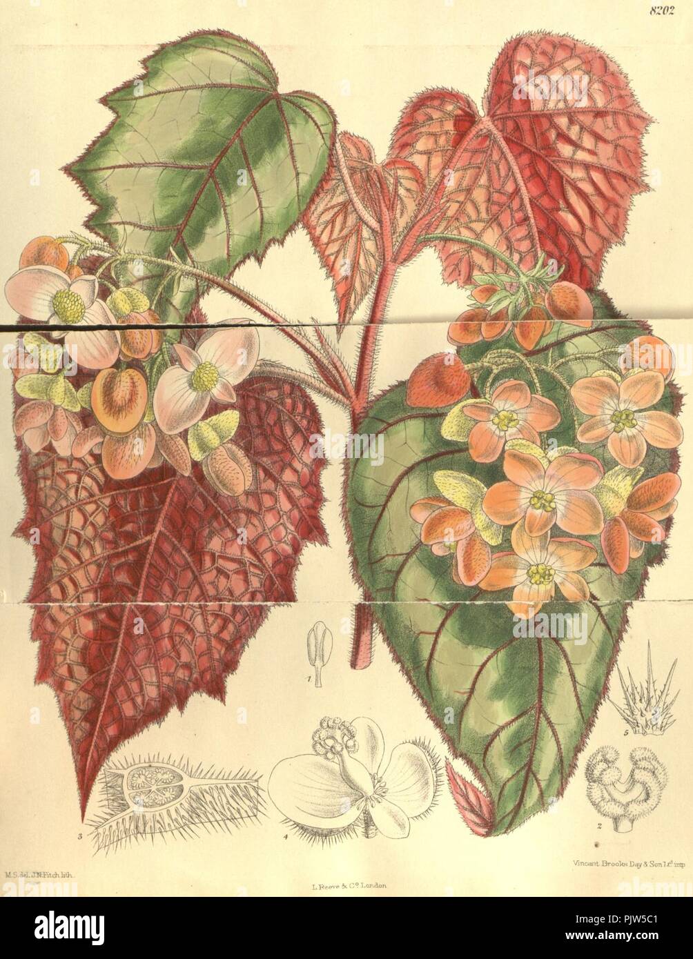 Begonia cathayana. Stock Photo