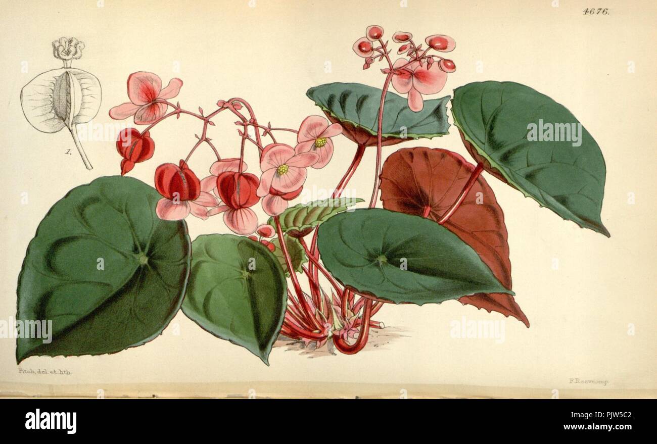 Begonia coriacea. Stock Photo