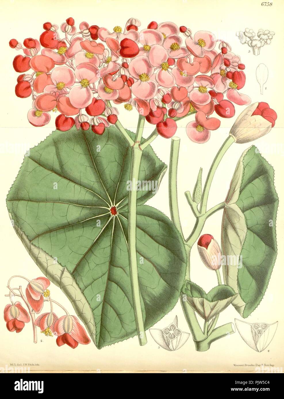 Begonia cyathophora. Stock Photo