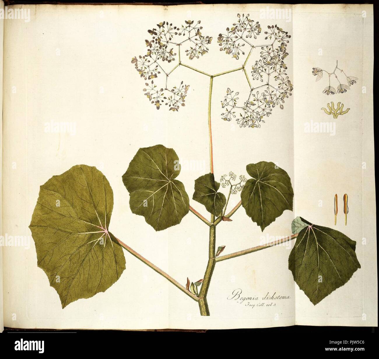 Begonia dichotoma. Stock Photo