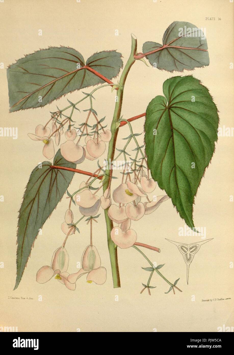 Begonia dipetala Paxton 14. Stock Photo