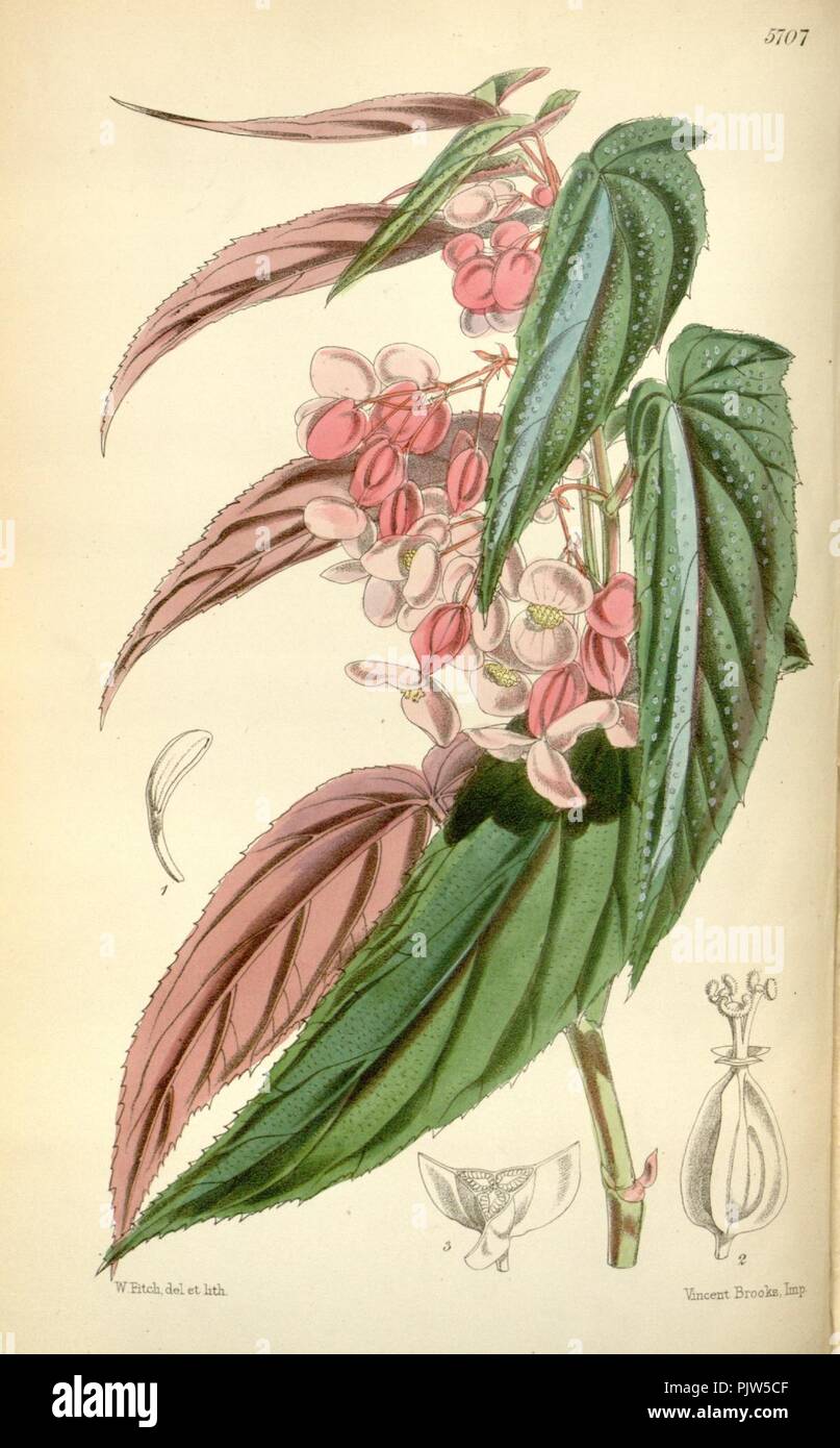 Begonia falcifolia. Stock Photo
