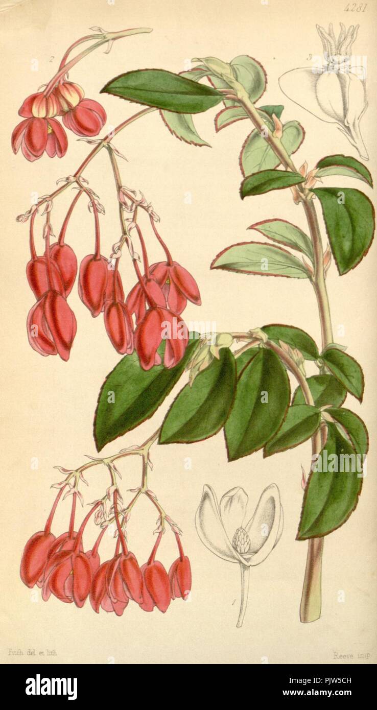 Begonia fuchsioides. Stock Photo