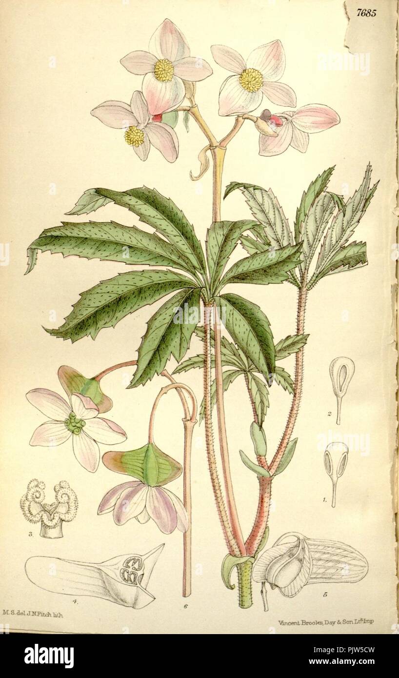 Begonia hemsleyana. Stock Photo