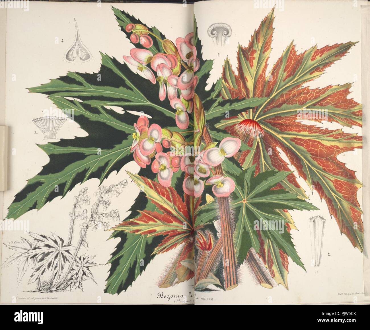 Begonia heracleifolia 2. Stock Photo
