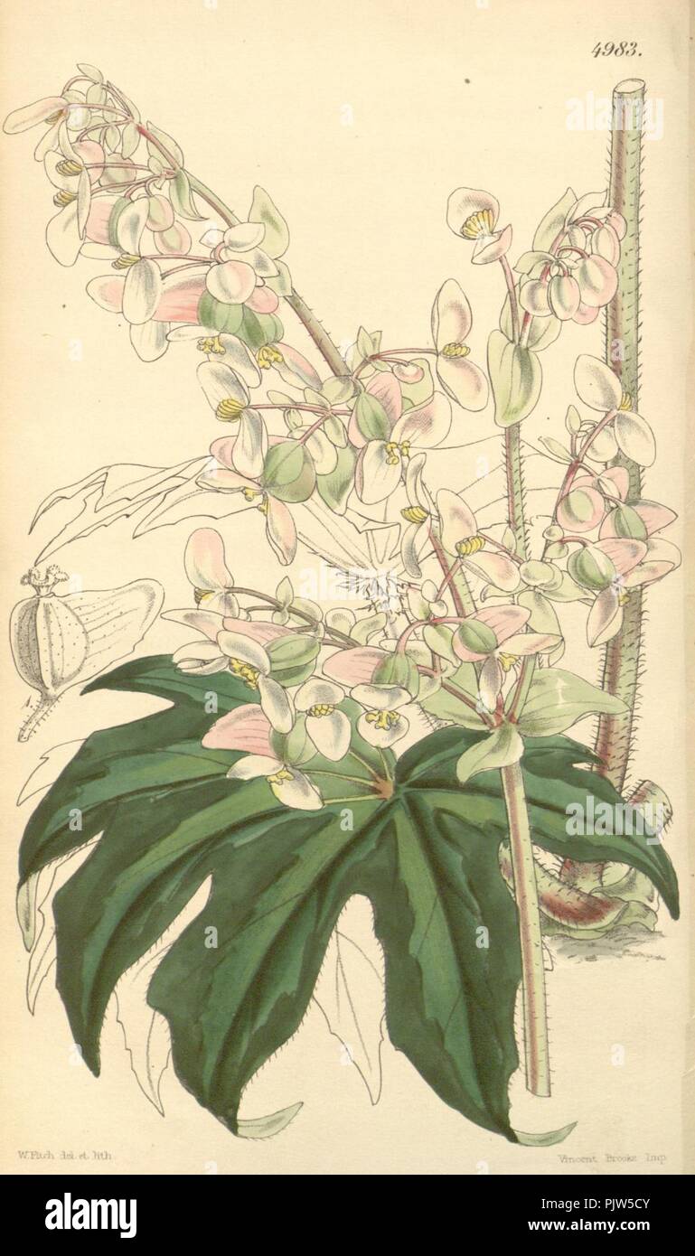 Begonia heracleifolia. Stock Photo