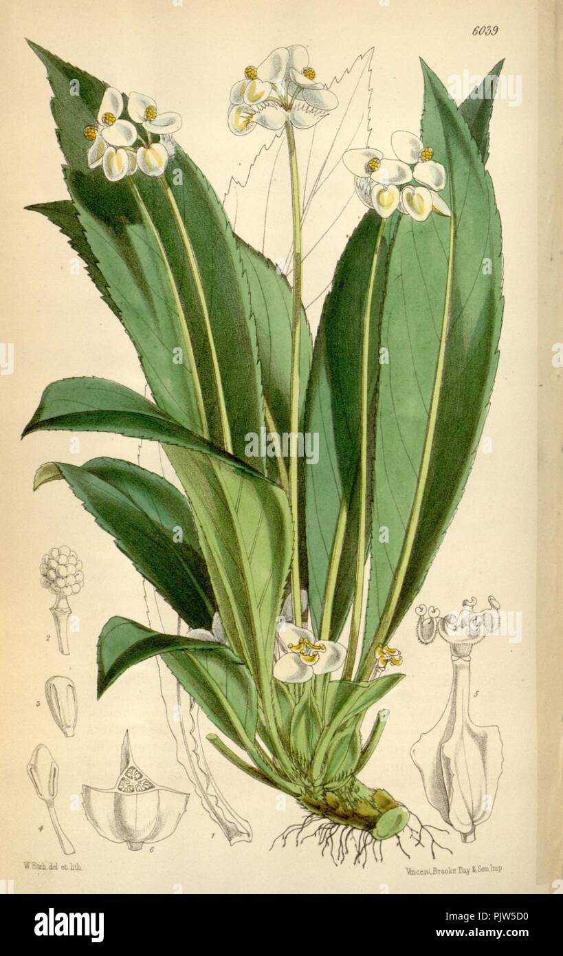 Begonia herbacea. Stock Photo