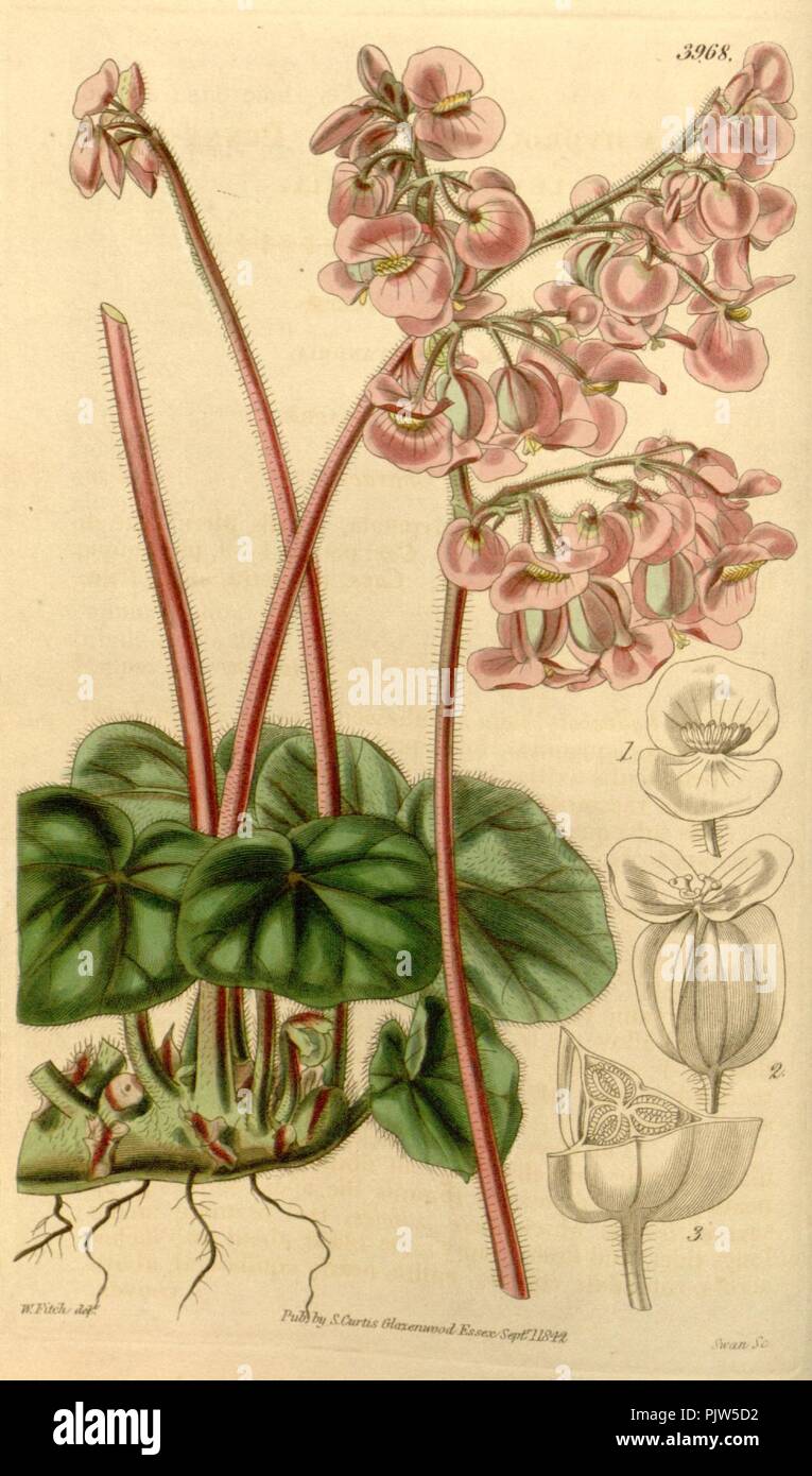 Begonia hydrocotylifolia. Stock Photo