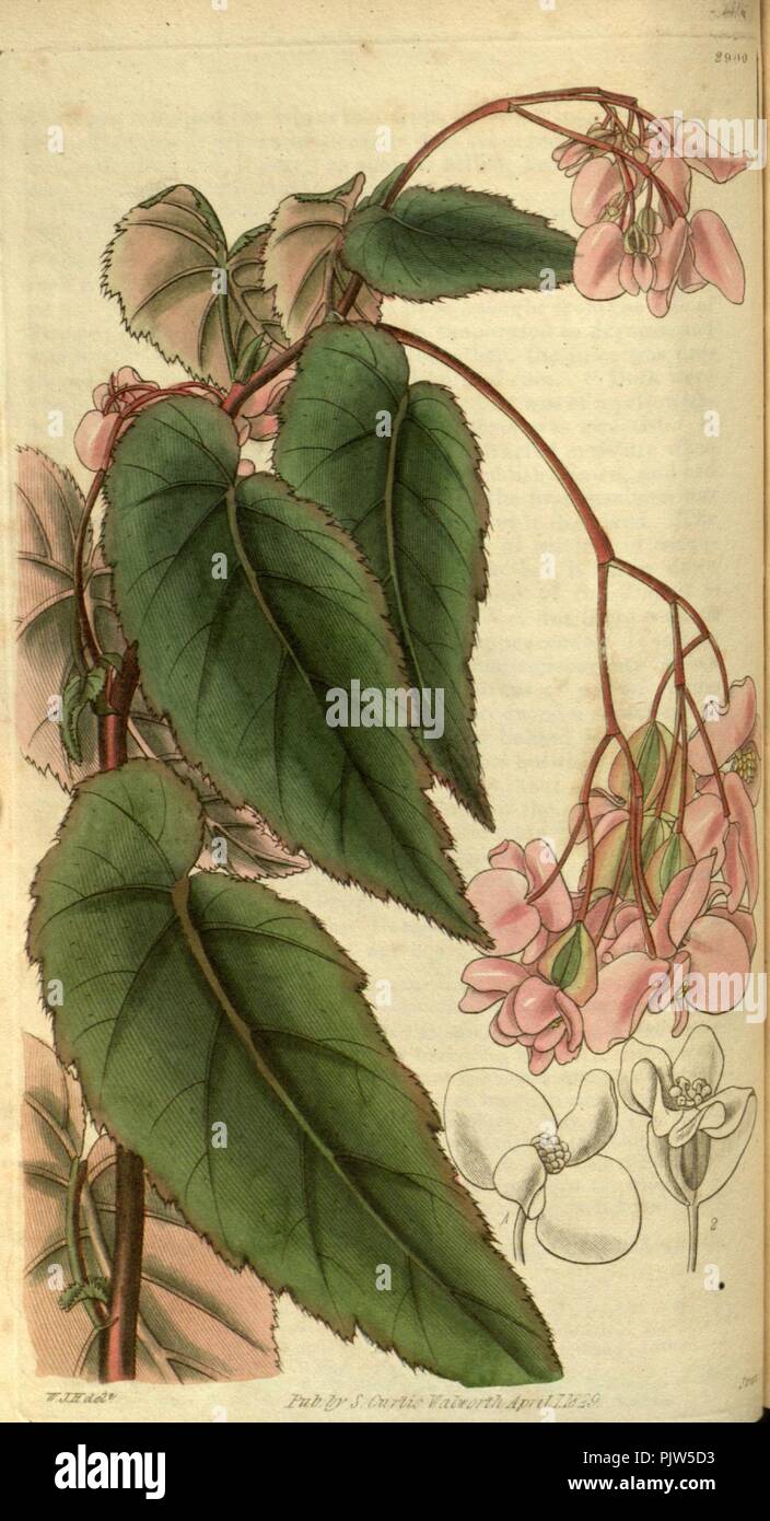 Begonia incarnata 2. Stock Photo