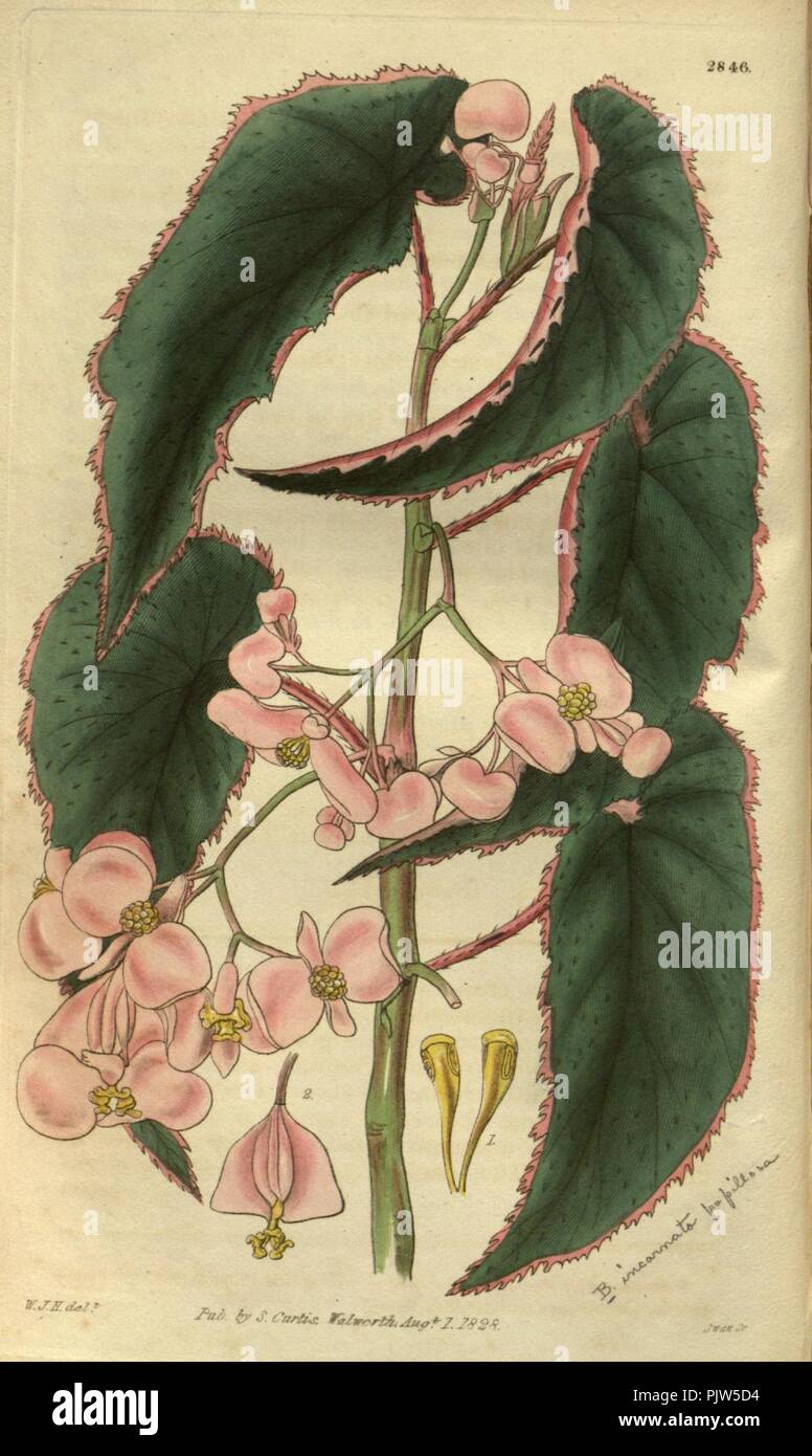 Begonia incarnata. Stock Photo