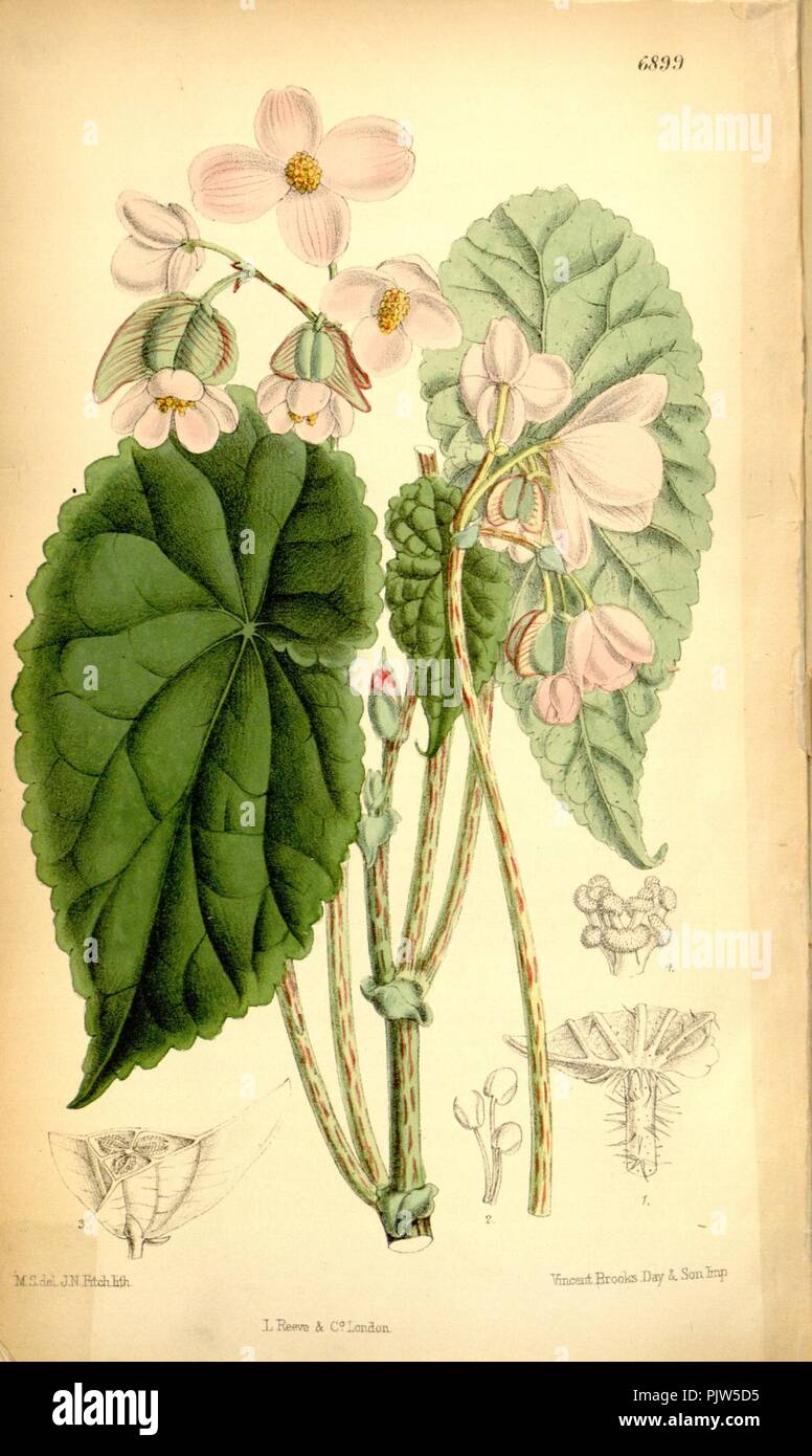 Begonia johnstonii. Stock Photo