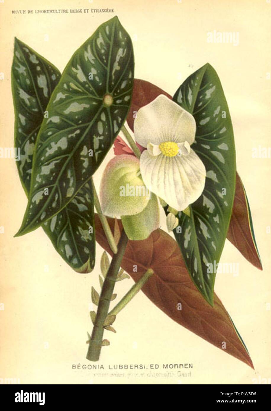 Begonia lubbersii. Stock Photo