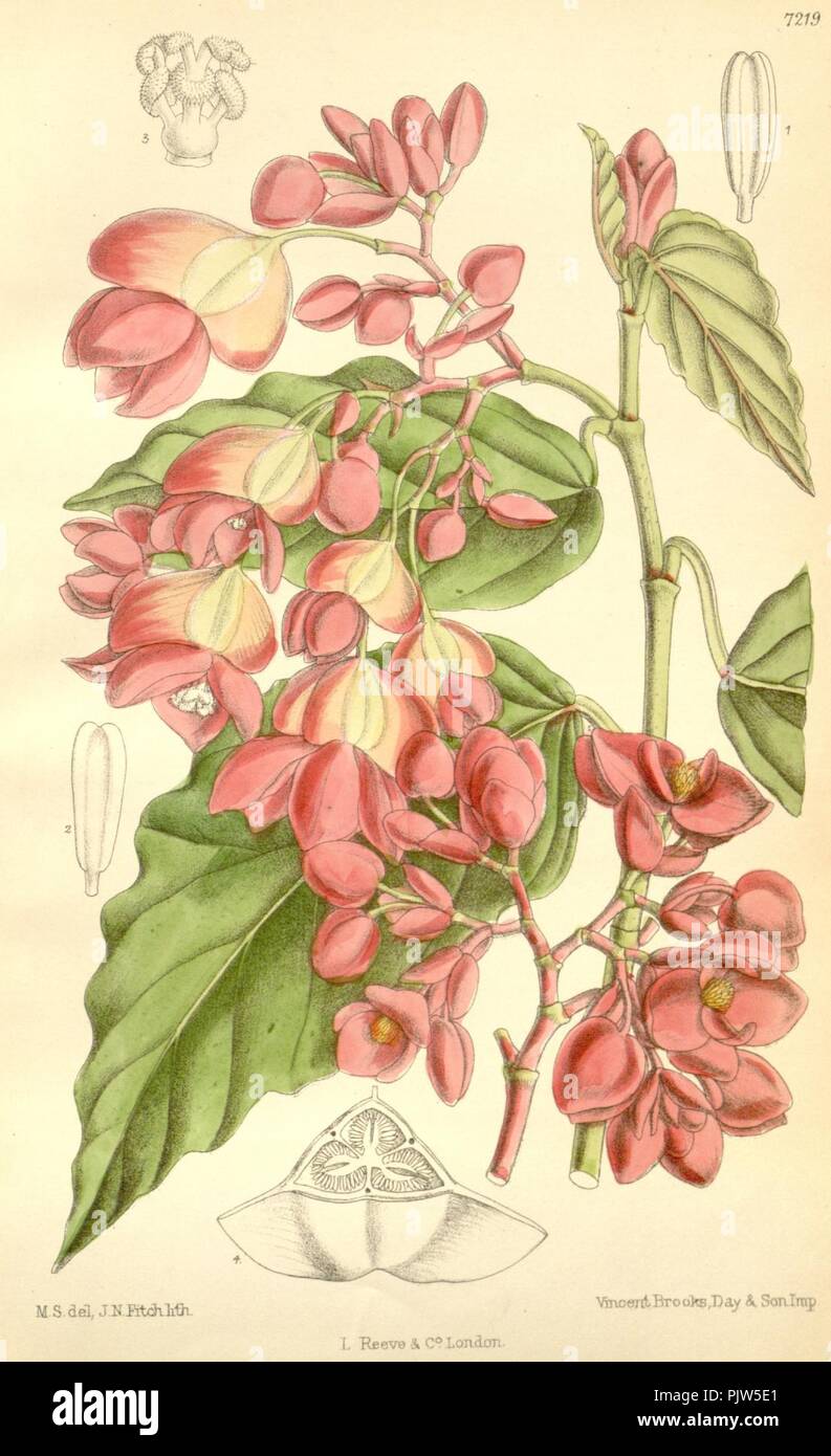 Begonia radicans. Stock Photo