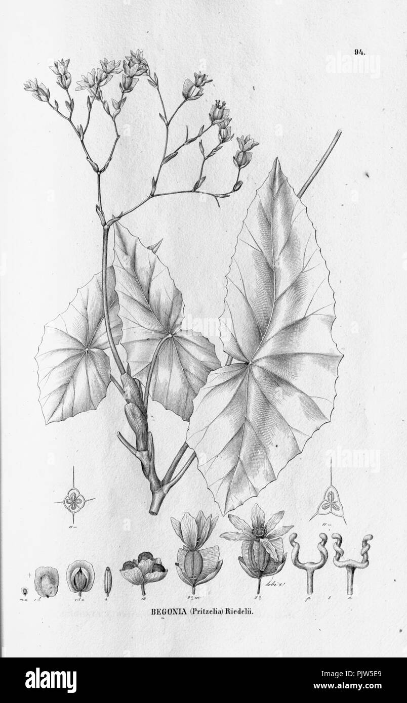 Begonia riedelii. Stock Photo