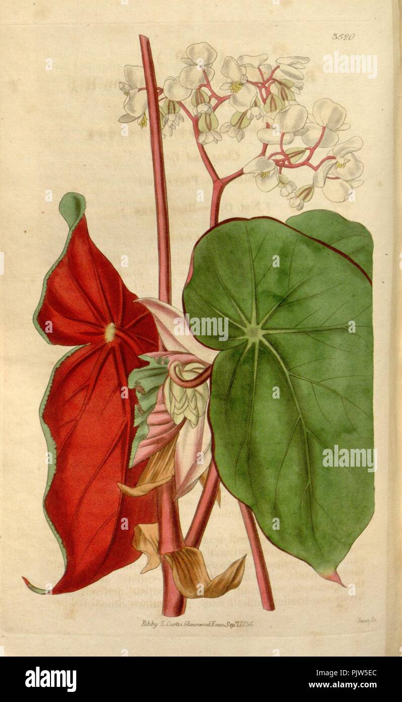 Begonia sanguinea. Stock Photo