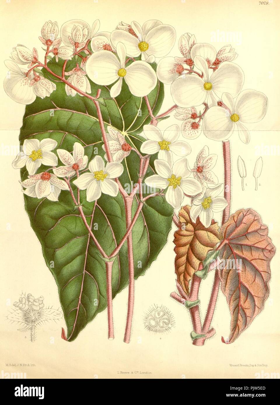 Begonia scharffii. Stock Photo