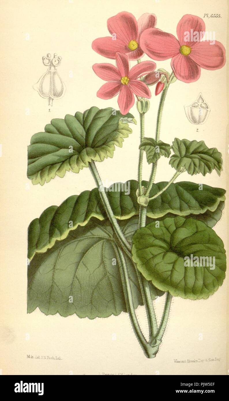 Begonia socotrana. Stock Photo