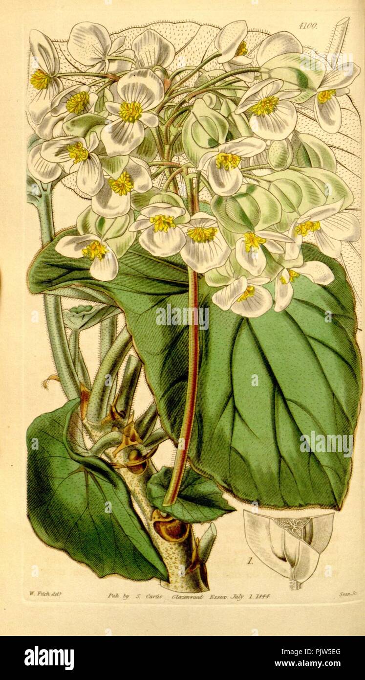 Begonia sunorchis. Stock Photo