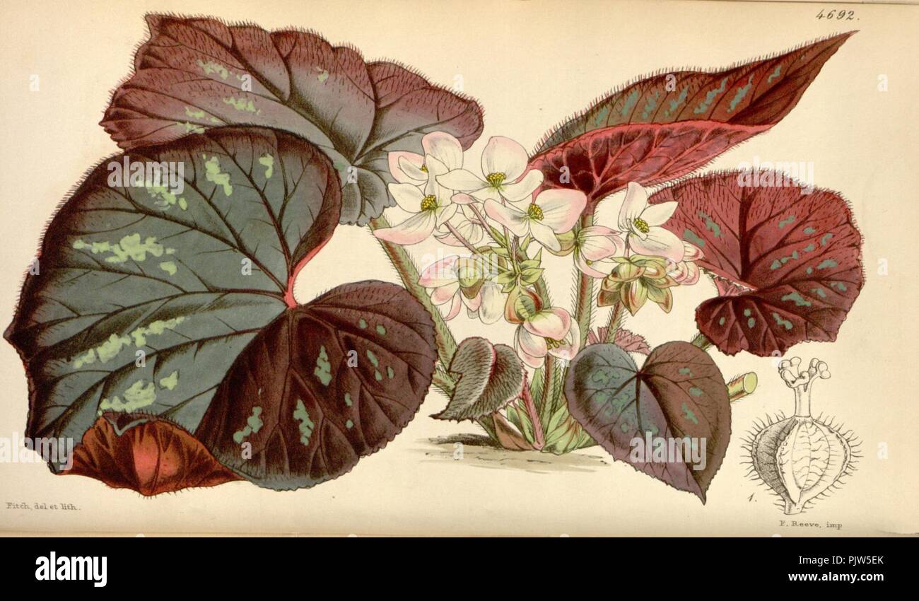 Begonia tenera. Stock Photo