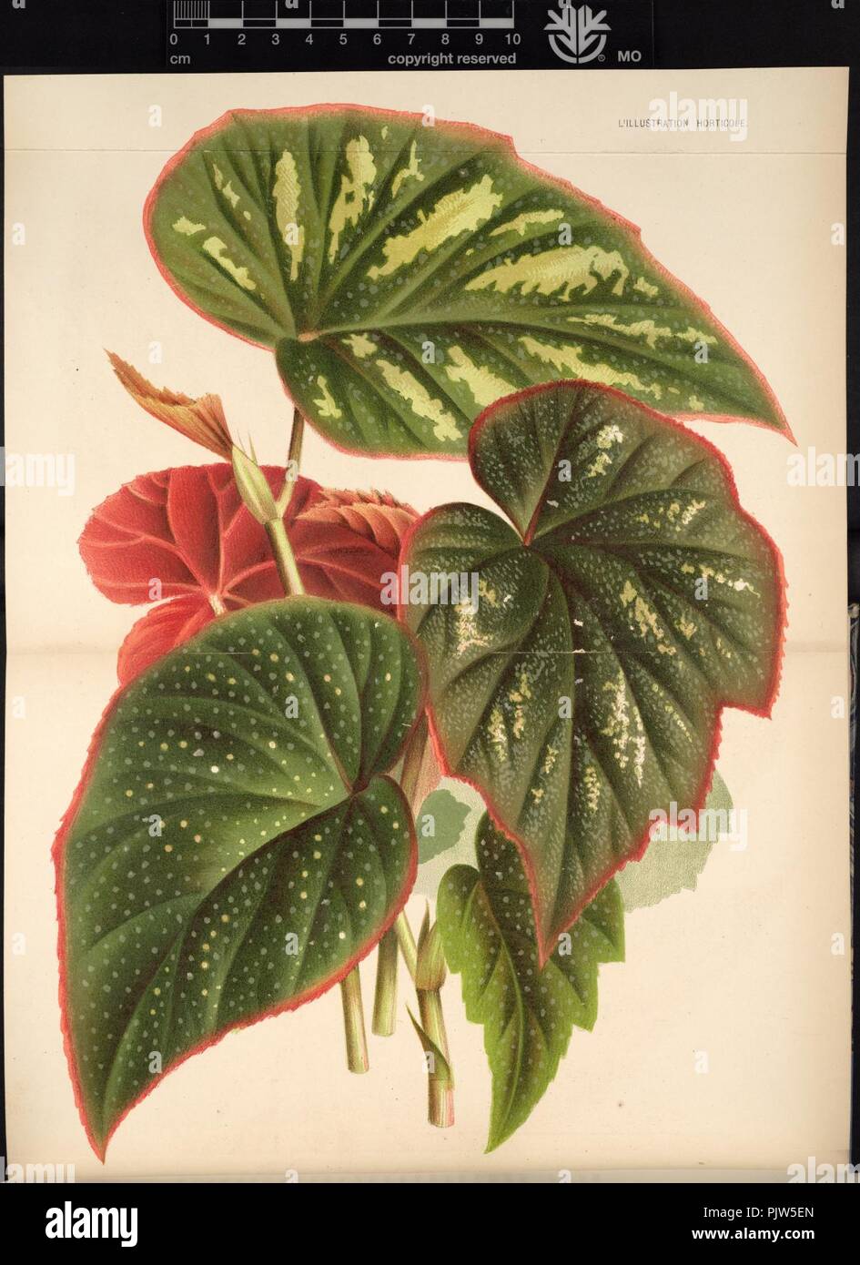 Begonia teuscheri. Stock Photo