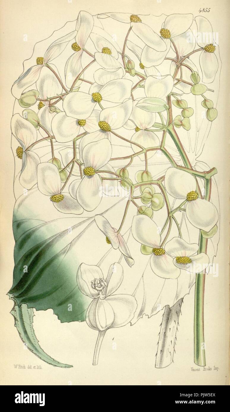 Begonia urophylla. Stock Photo