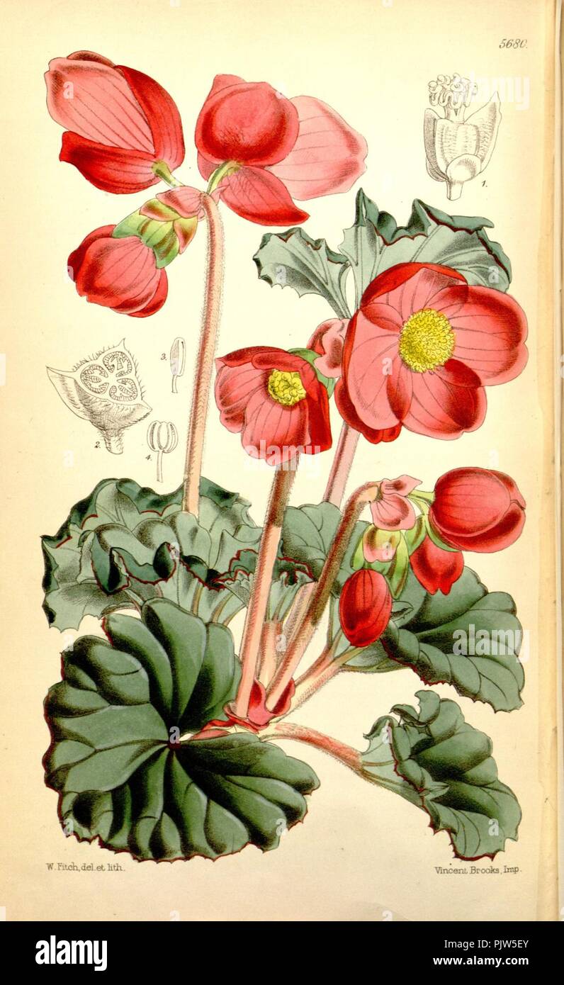 Begonia veitchii. Stock Photo