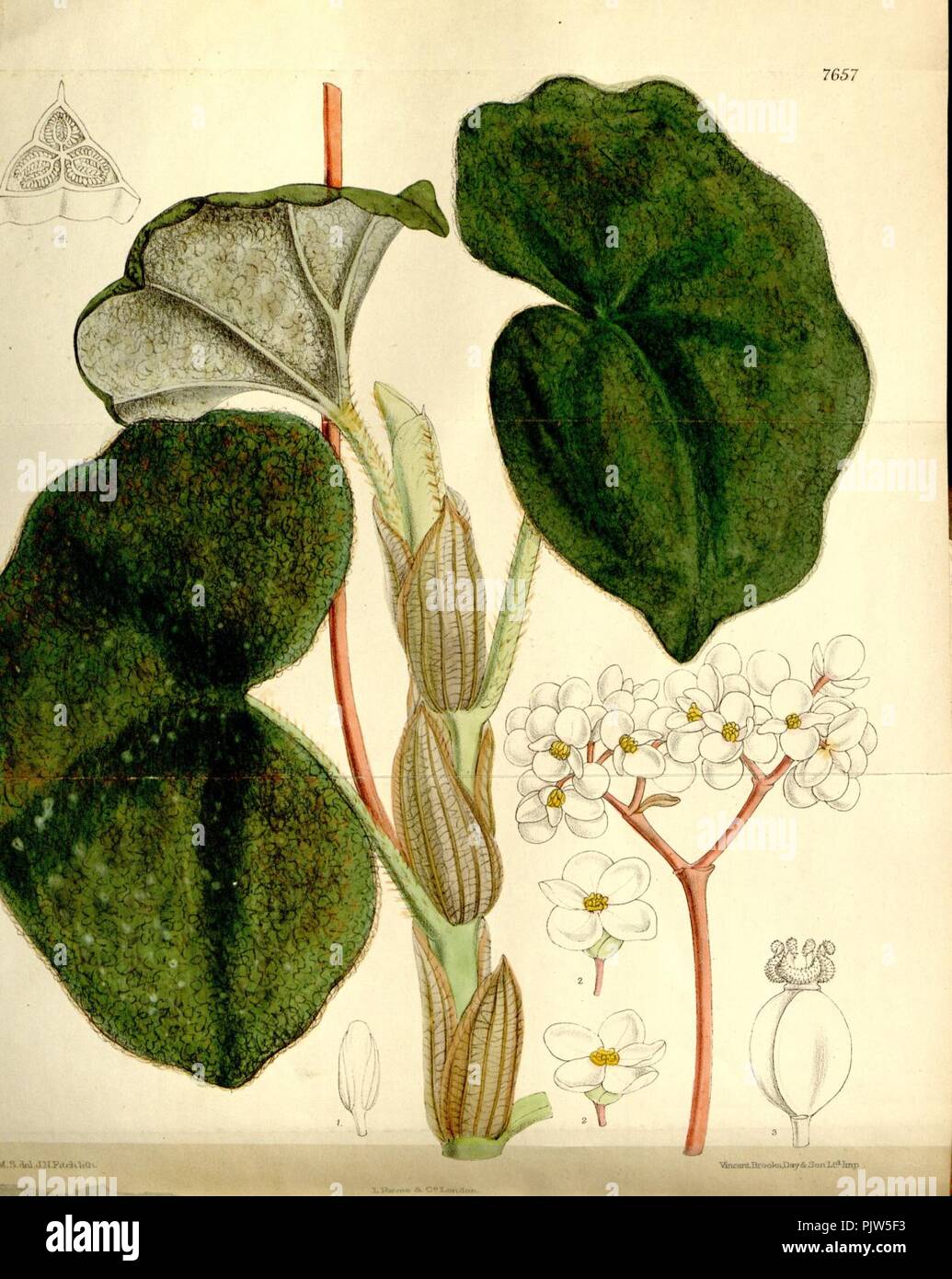 Begonia venosa. Stock Photo