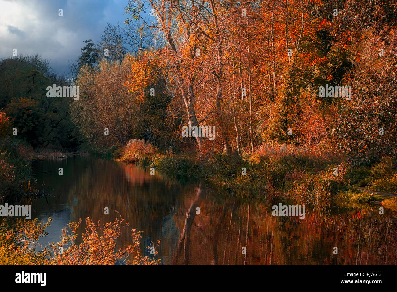 Trees reflection off the still water of a small lake in autumn Stock ...