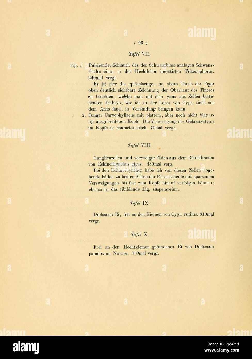 Beiträge zur Entwicklungs-Geschichte der Eingeweidewürmer (Page 96) Stock Photo