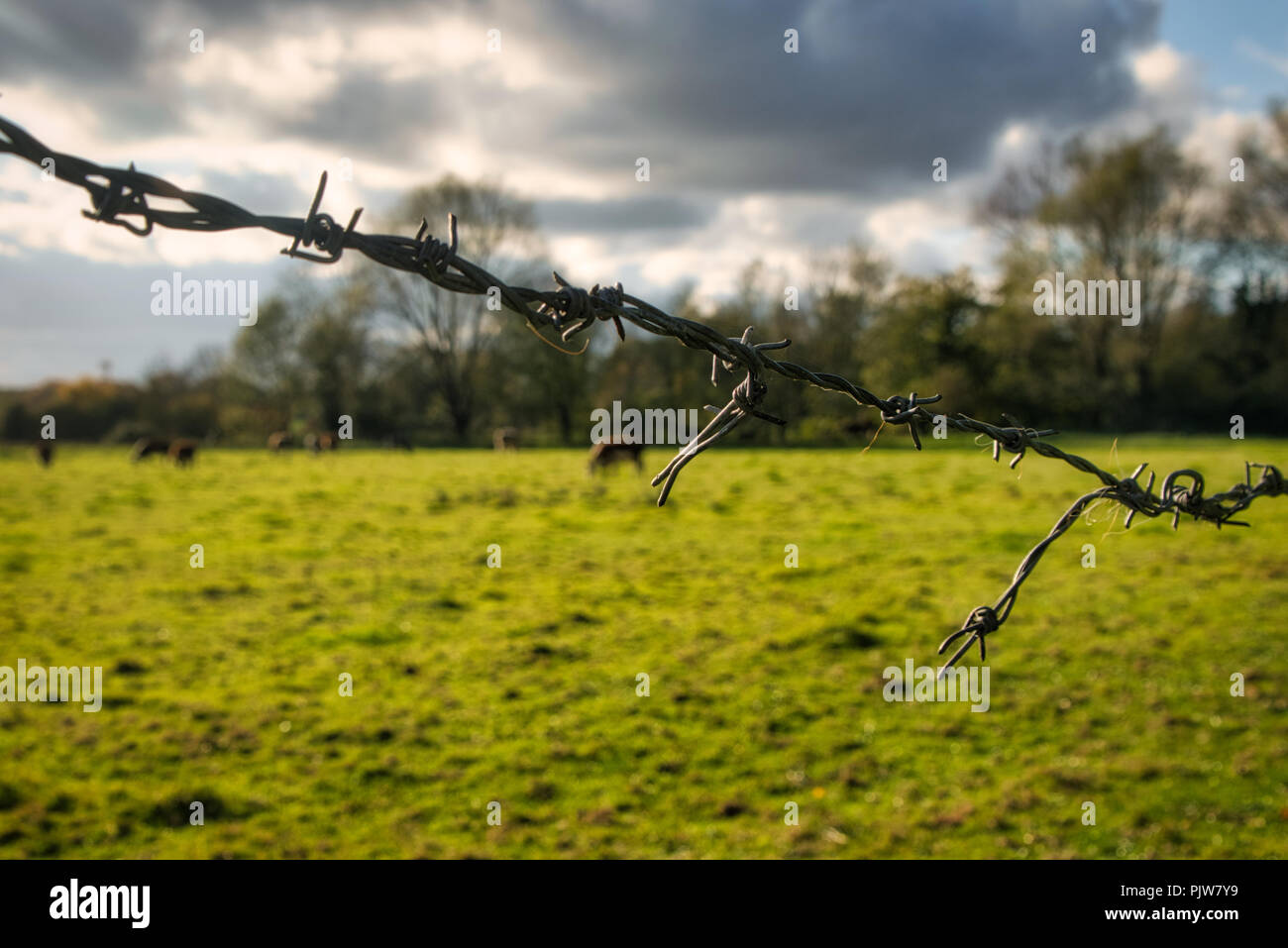 Livestock graces in a pasture behind barbed wire fencing Stock Photo