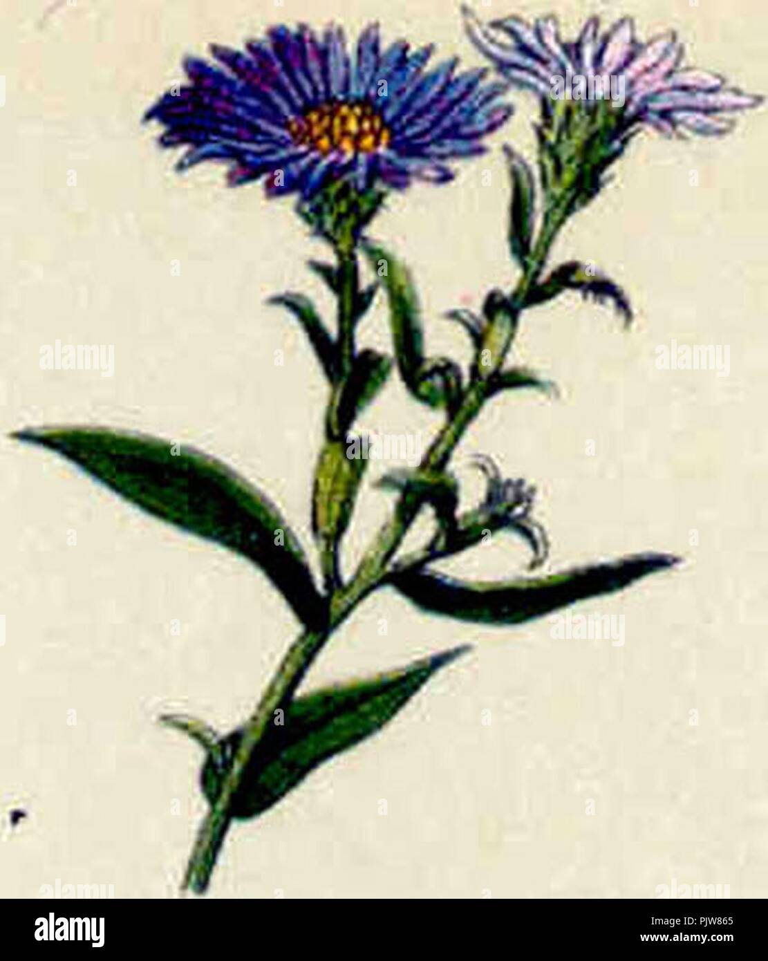 Астер читать. Астер читать. Астер читать. Черный клевер темный аста. Астер читать.