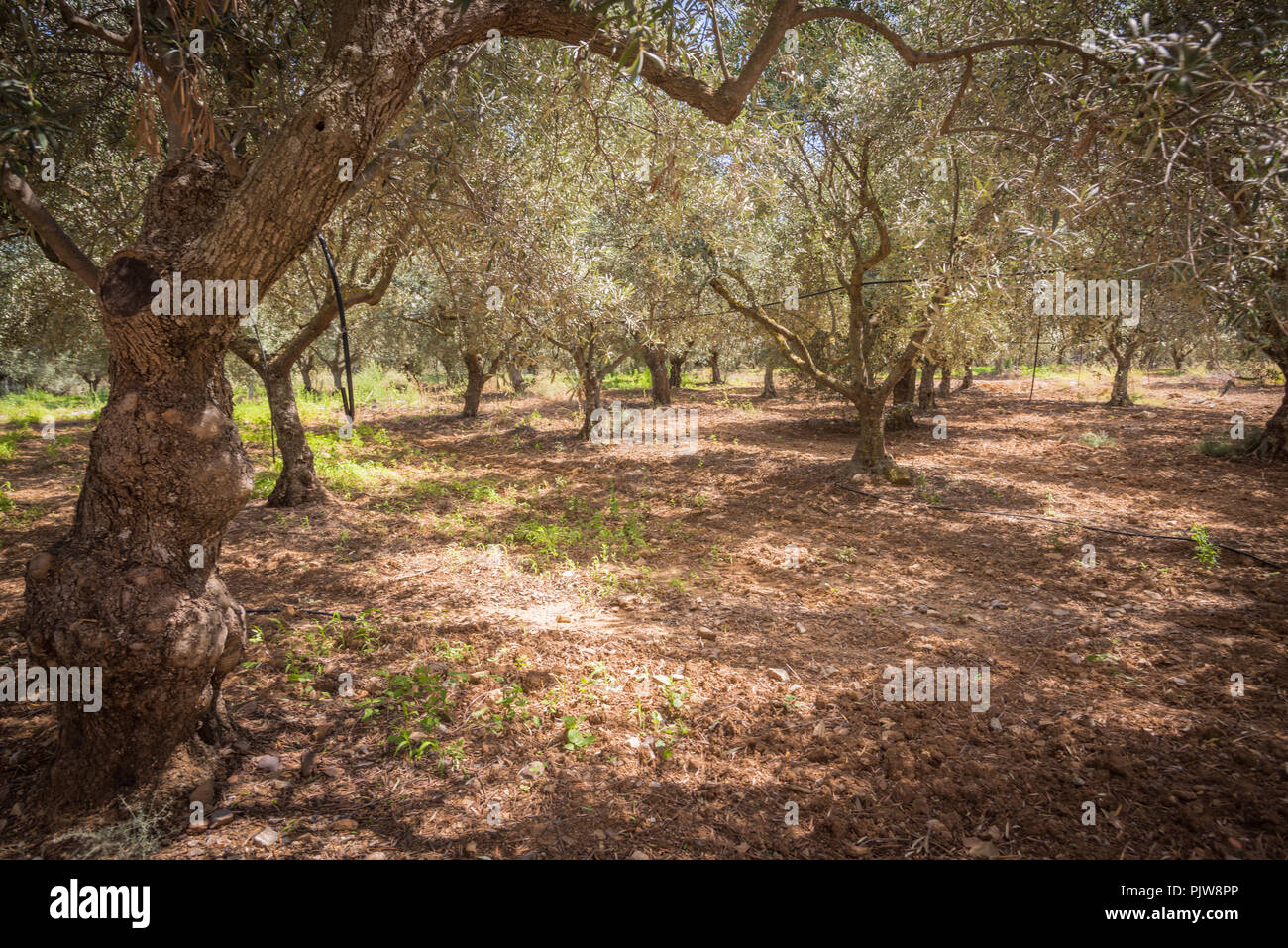 Traditional olive grove with irrigation lines Stock Photo
