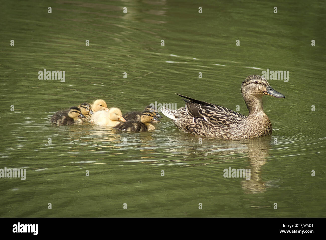 Mother duck and her ducklings Stock Photo - Alamy