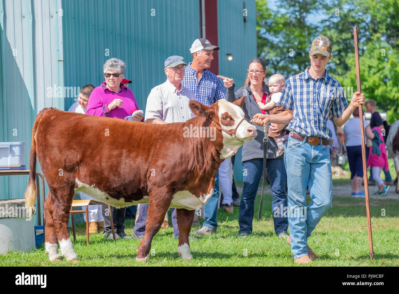 Young man shows his prized hereford cow at a locan fall agricultural fair. Stock Photo