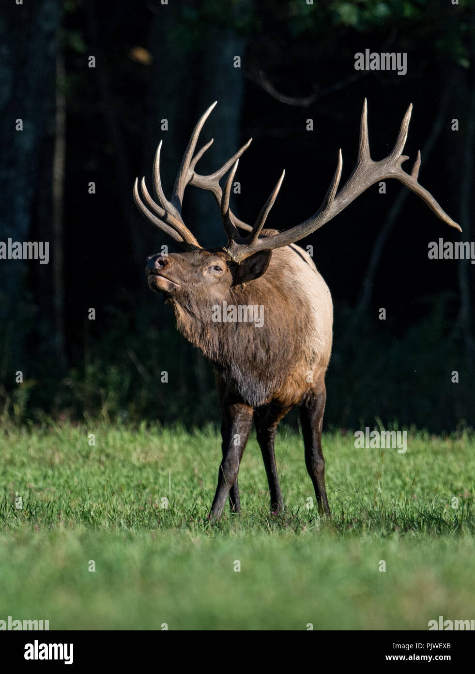 Bull Elk In The Meadow With Large Antlers Stock Photo Alamy